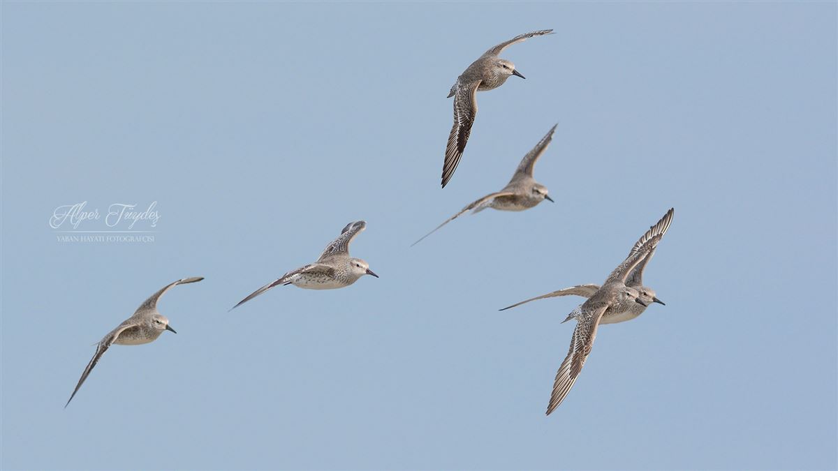 Red Knot