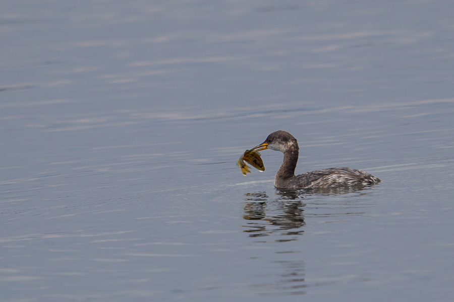 Red-necked Grebe