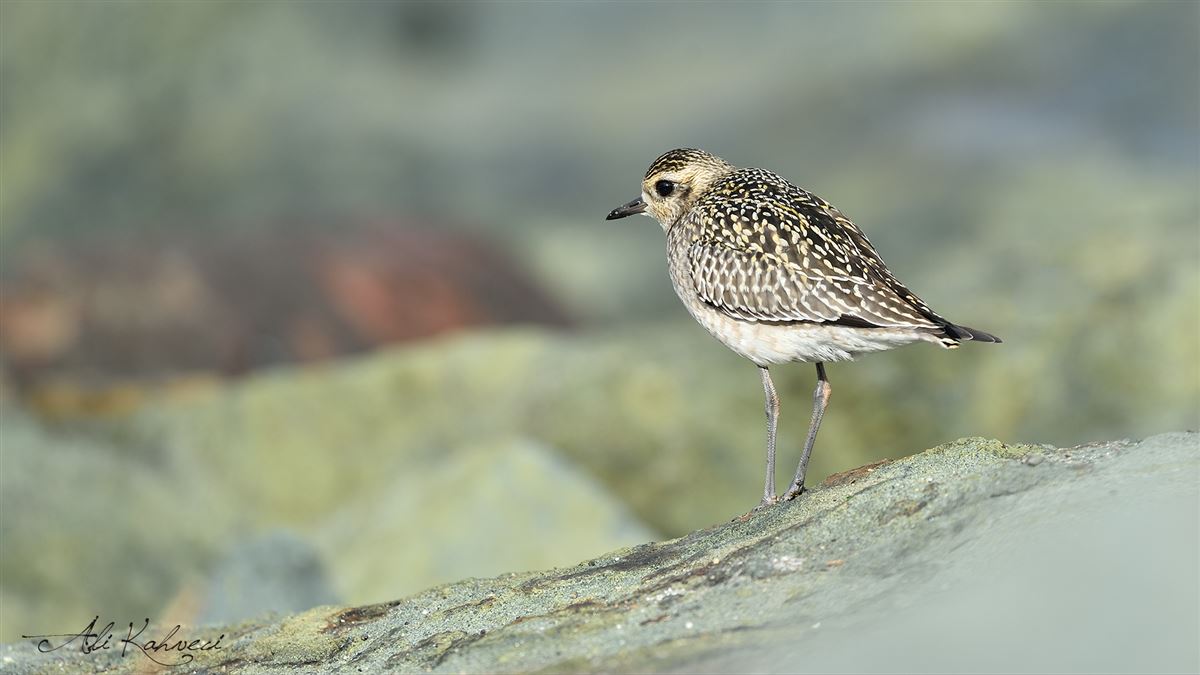 Pacific Golden Plover