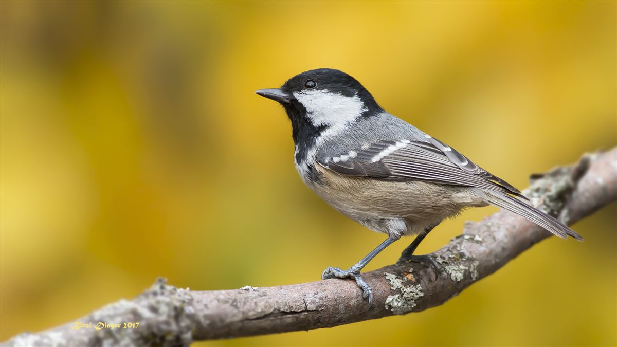 Coal Tit