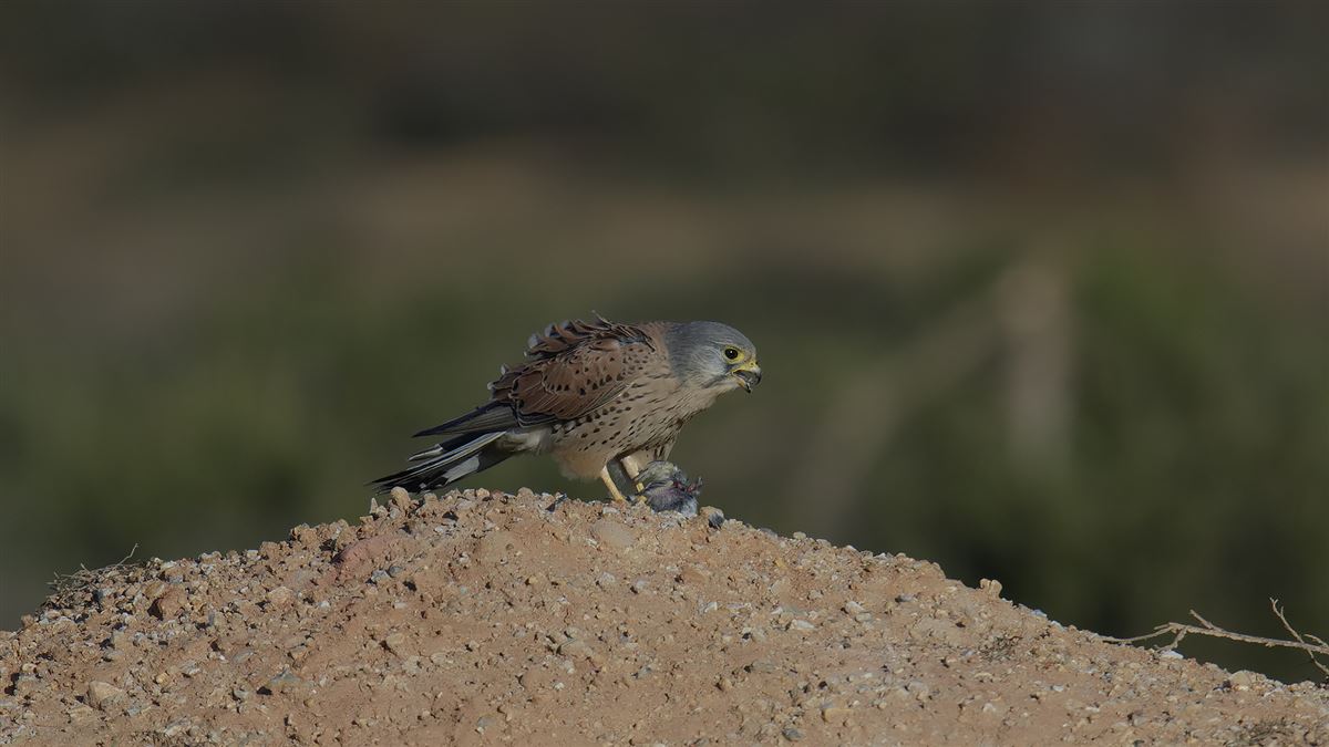 Common Kestrel
