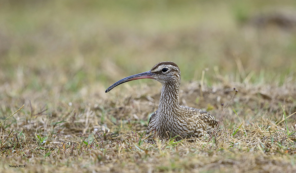 Eurasian Whimbrel