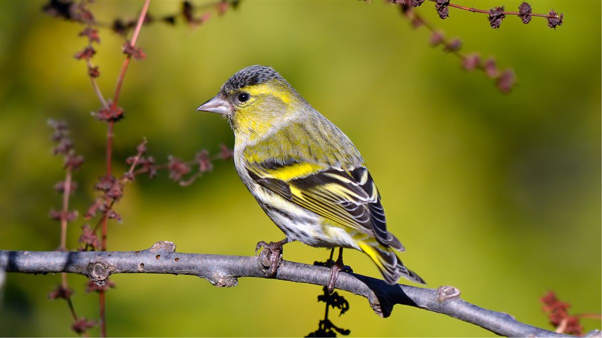 Eurasian Siskin