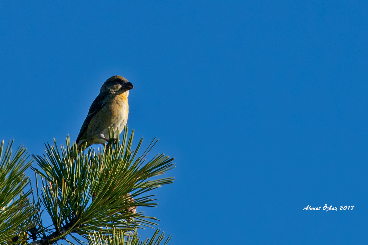 Red Crossbill