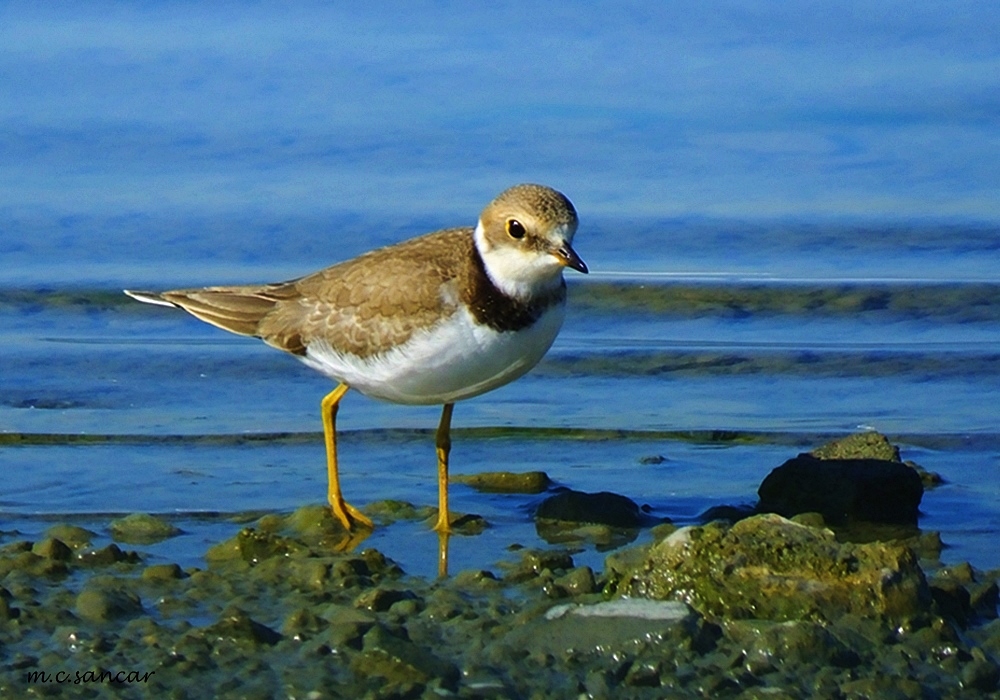 Little Ringed Plover