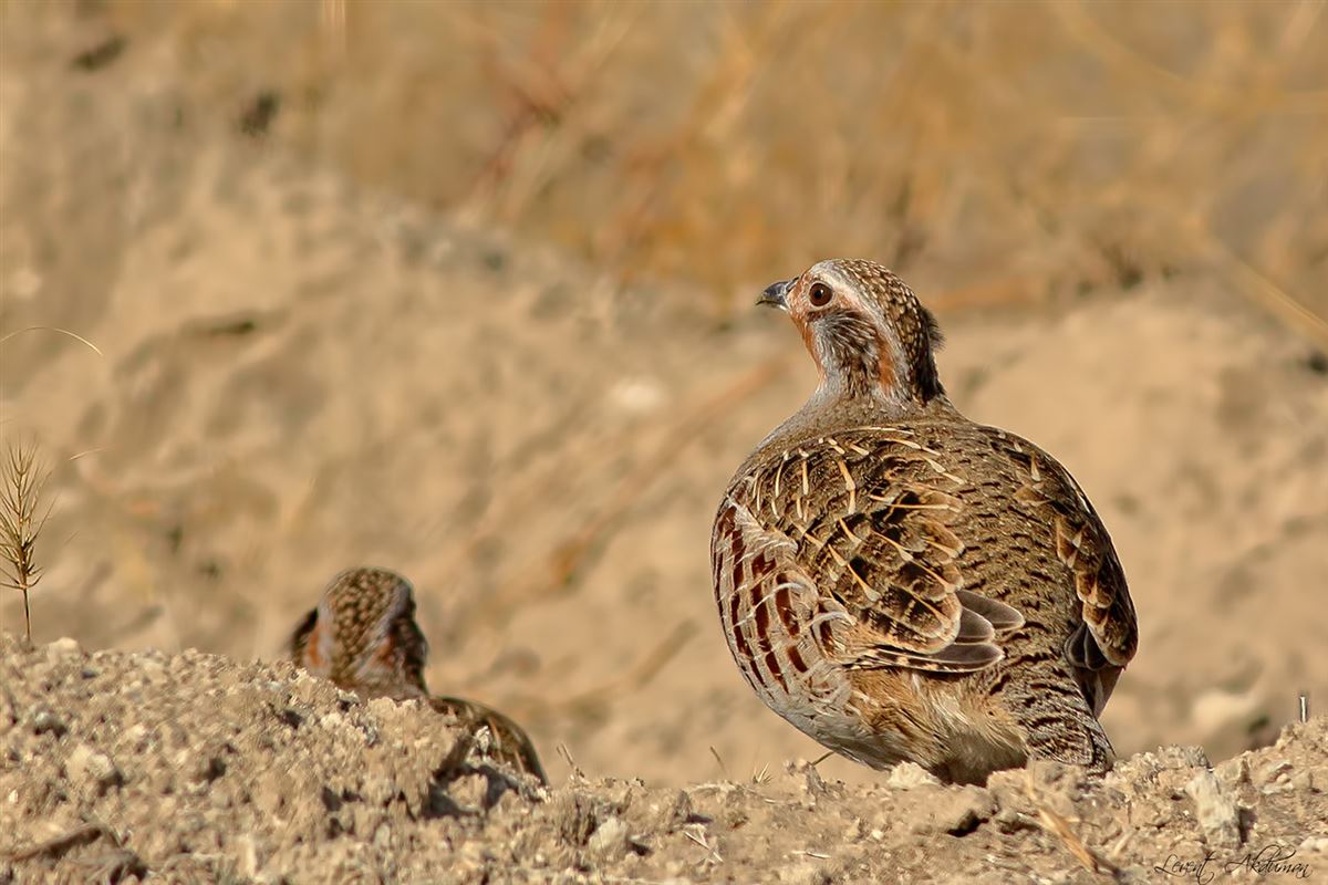 Grey Partridge