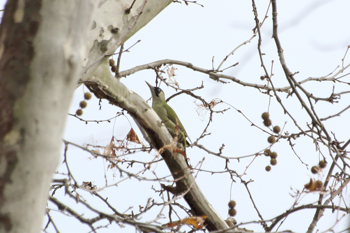 European Green Woodpecker