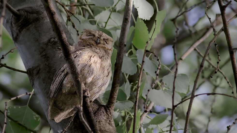 Pallid Scops Owl
