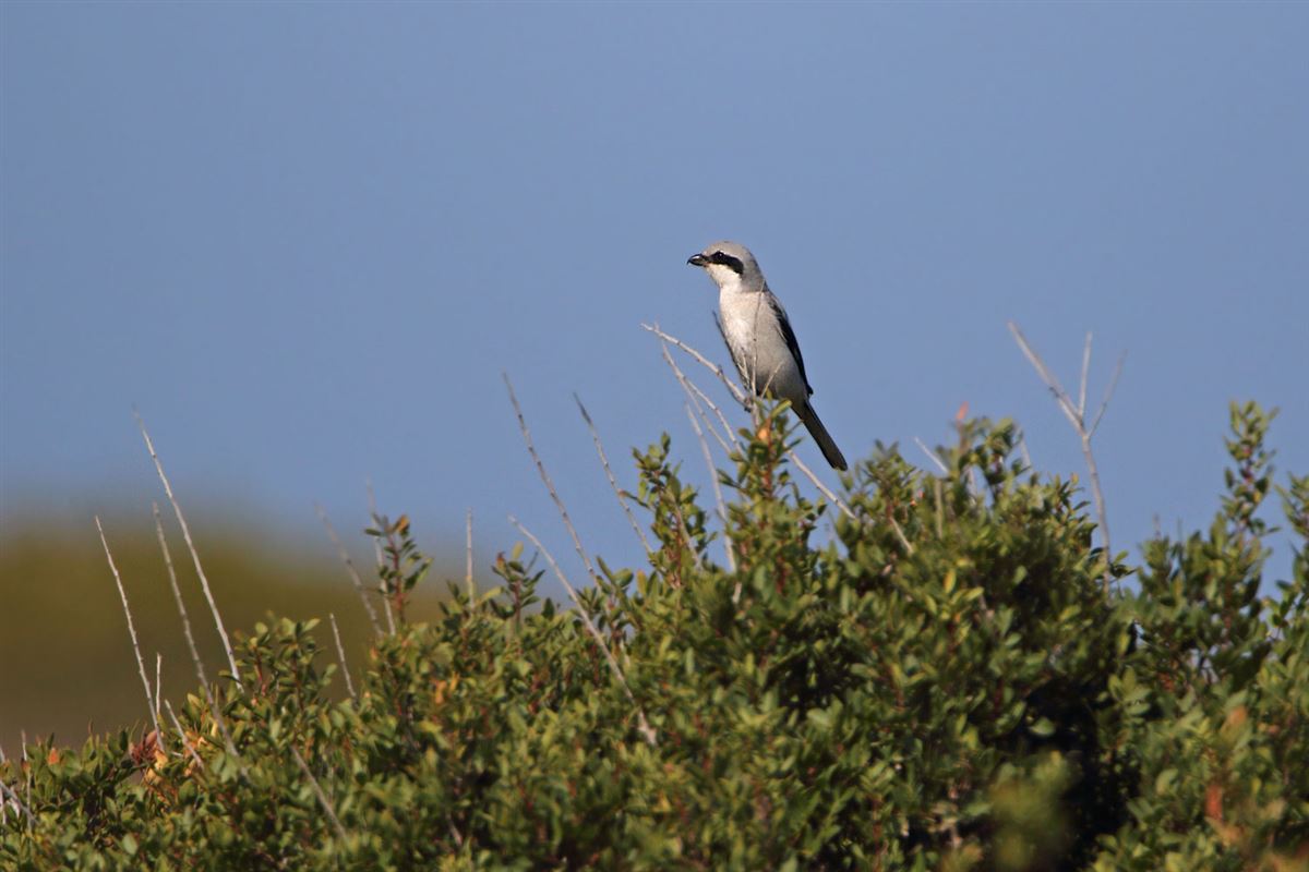 Great Grey Shrike