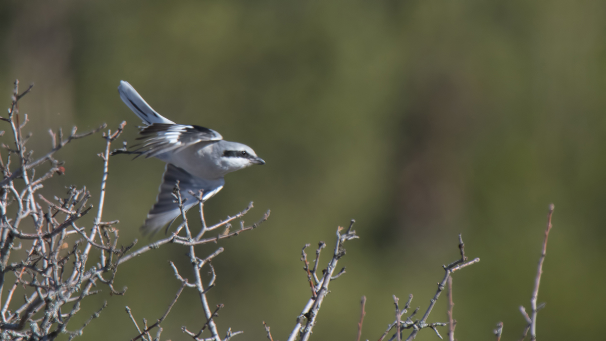 Great Grey Shrike