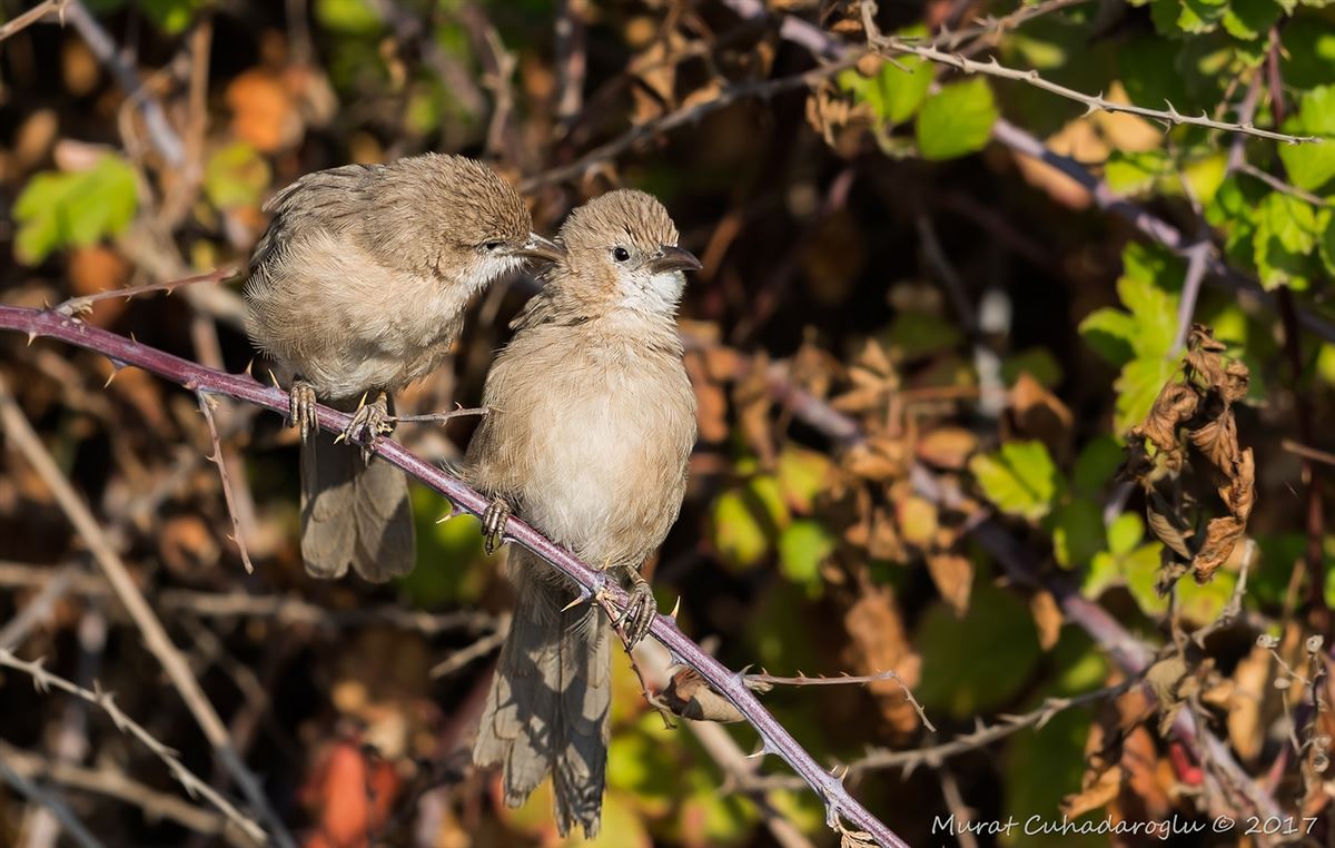 Iraq Babbler