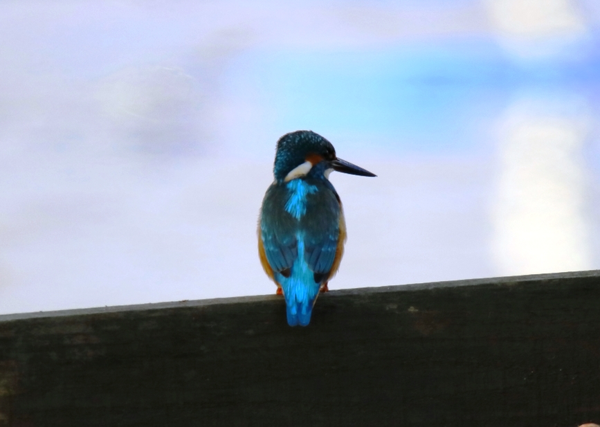 Yalıçapkını