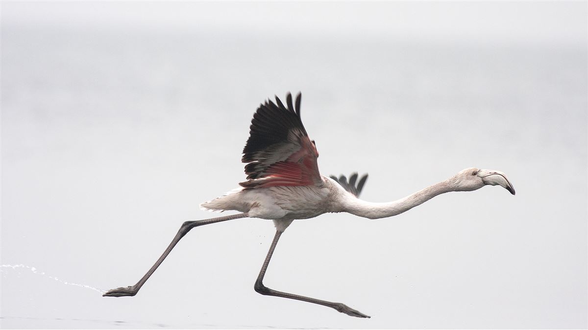 Flamingo