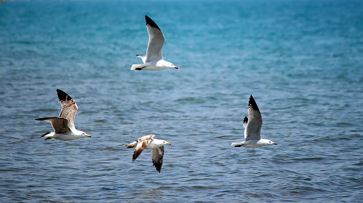 Audouin`s Gull