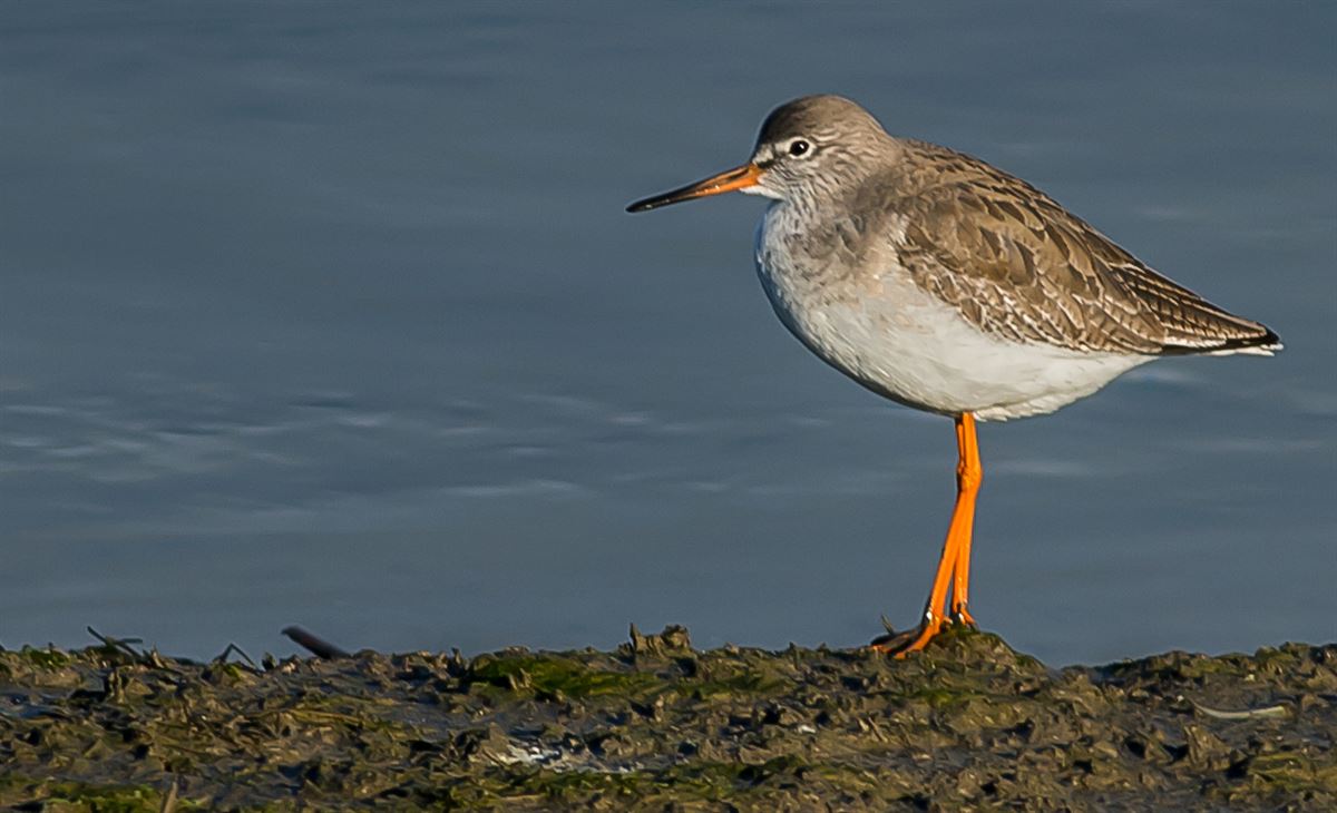 Common Redshank
