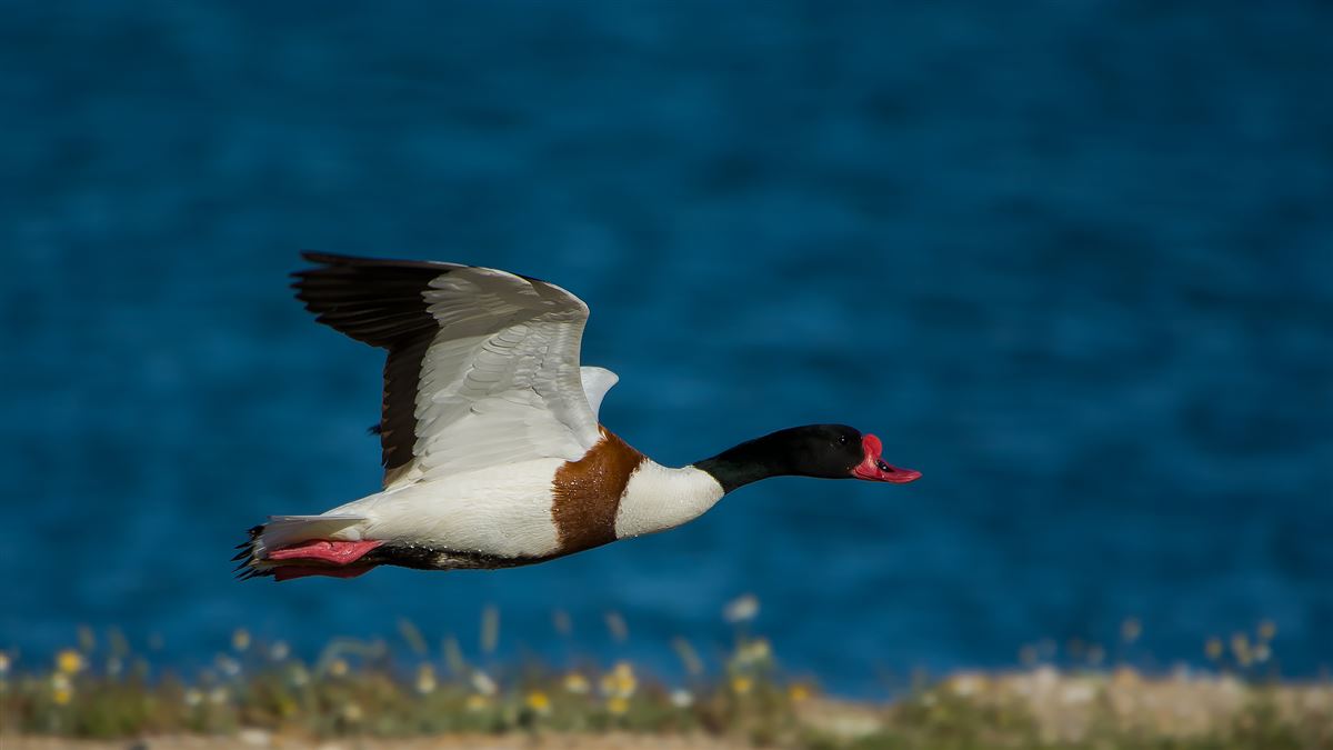 Common Shelduck