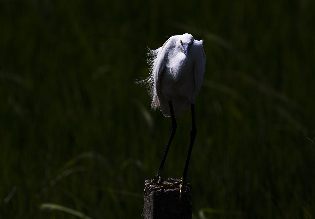 Little Egret