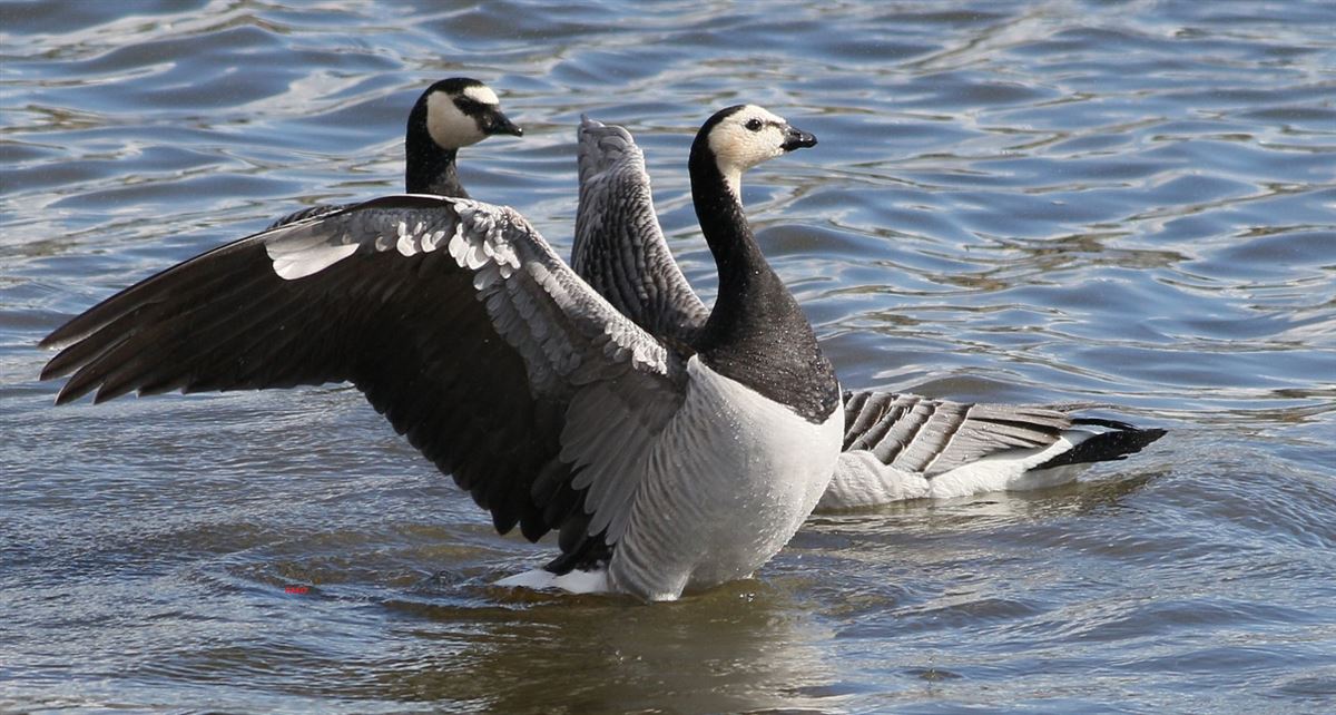Barnacle Goose