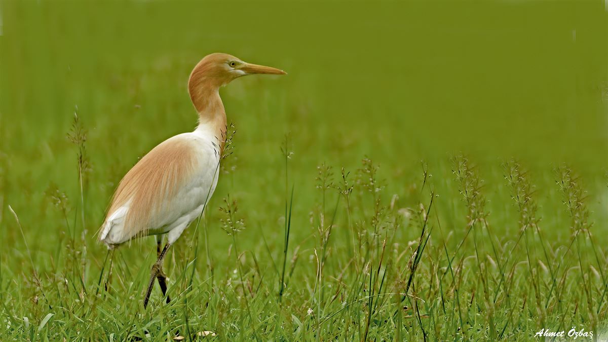 Western Cattle Egret