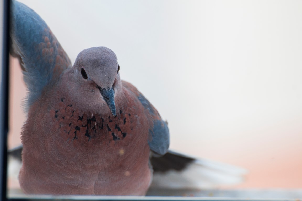 Laughing Dove