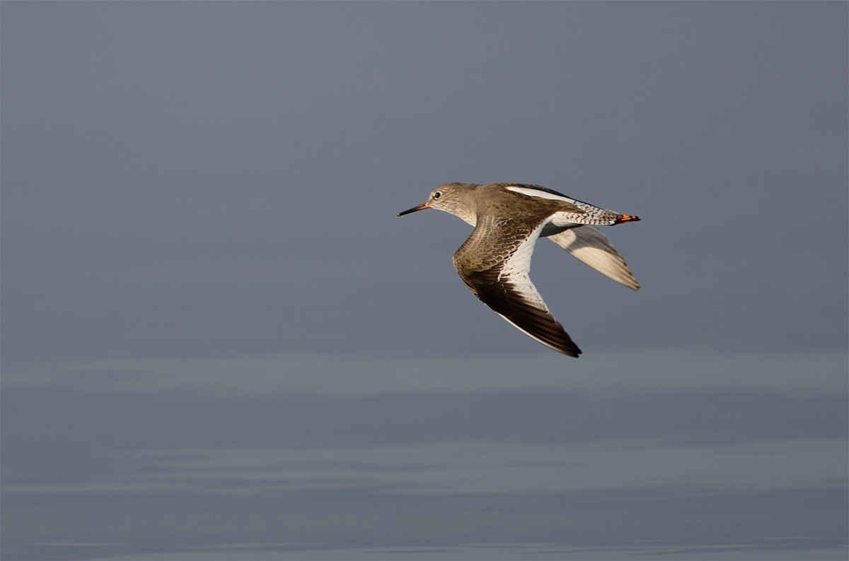 Common Redshank