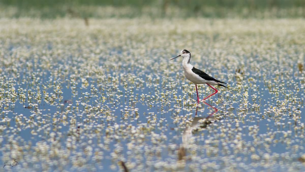 Black-winged Stilt