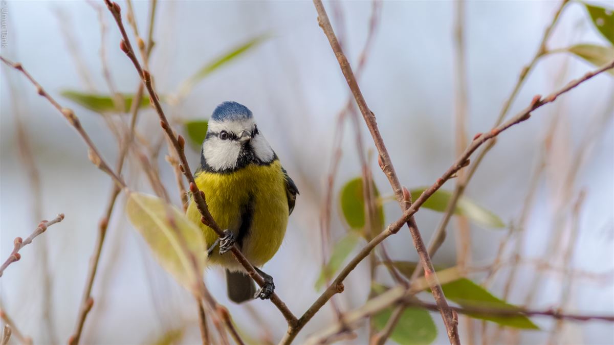 Eurasian Blue Tit