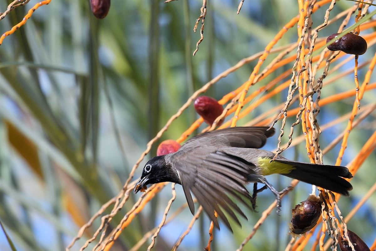 White-spectacled Bulbul