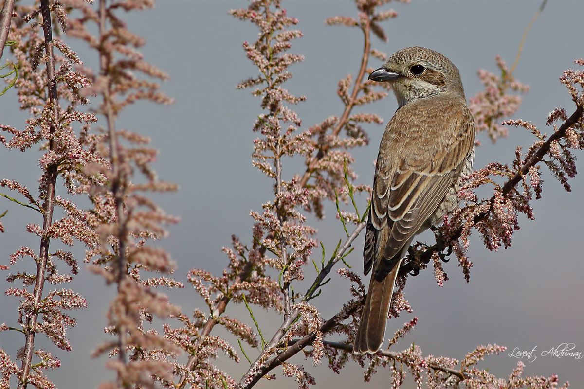 Red-backed Shrike