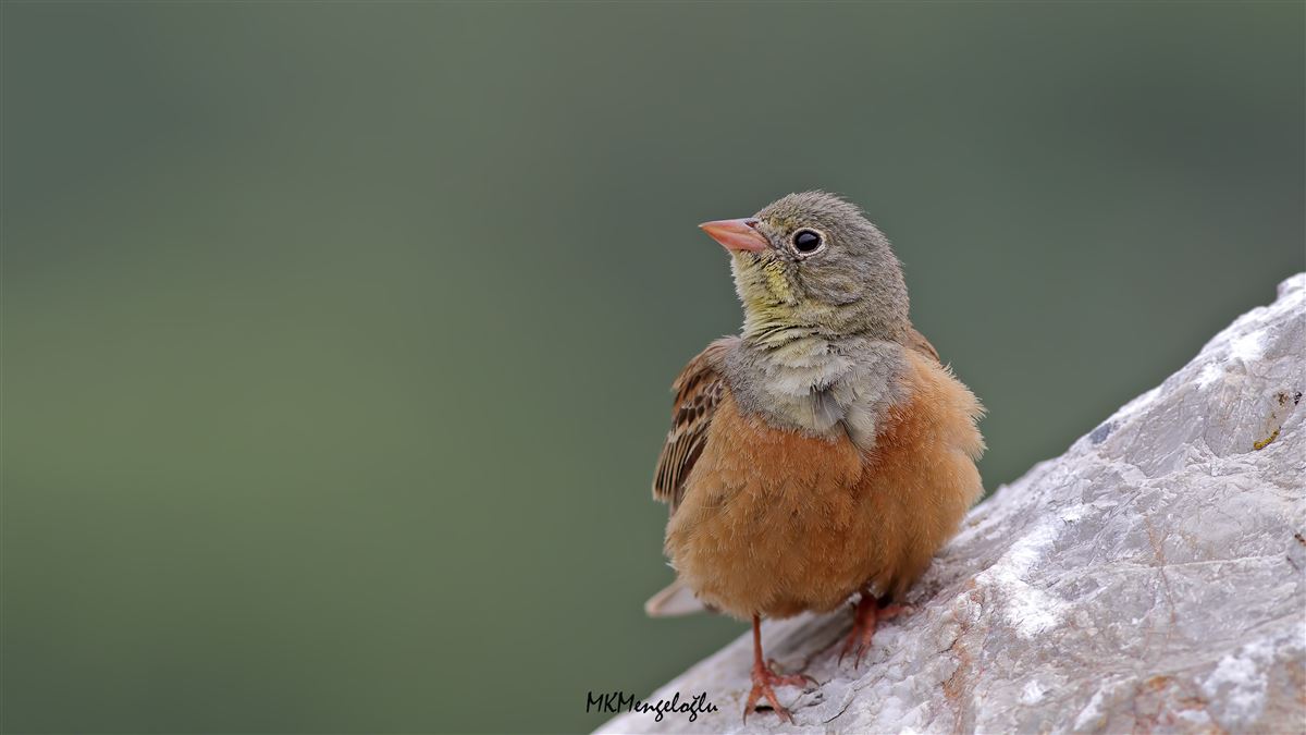 Ortolan Bunting