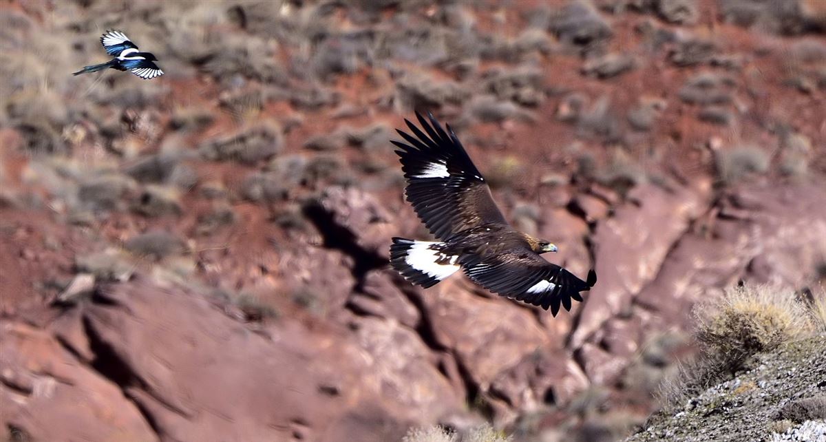 Golden Eagle