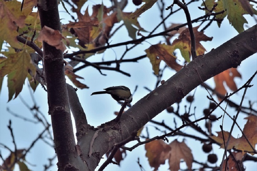 Great Tit