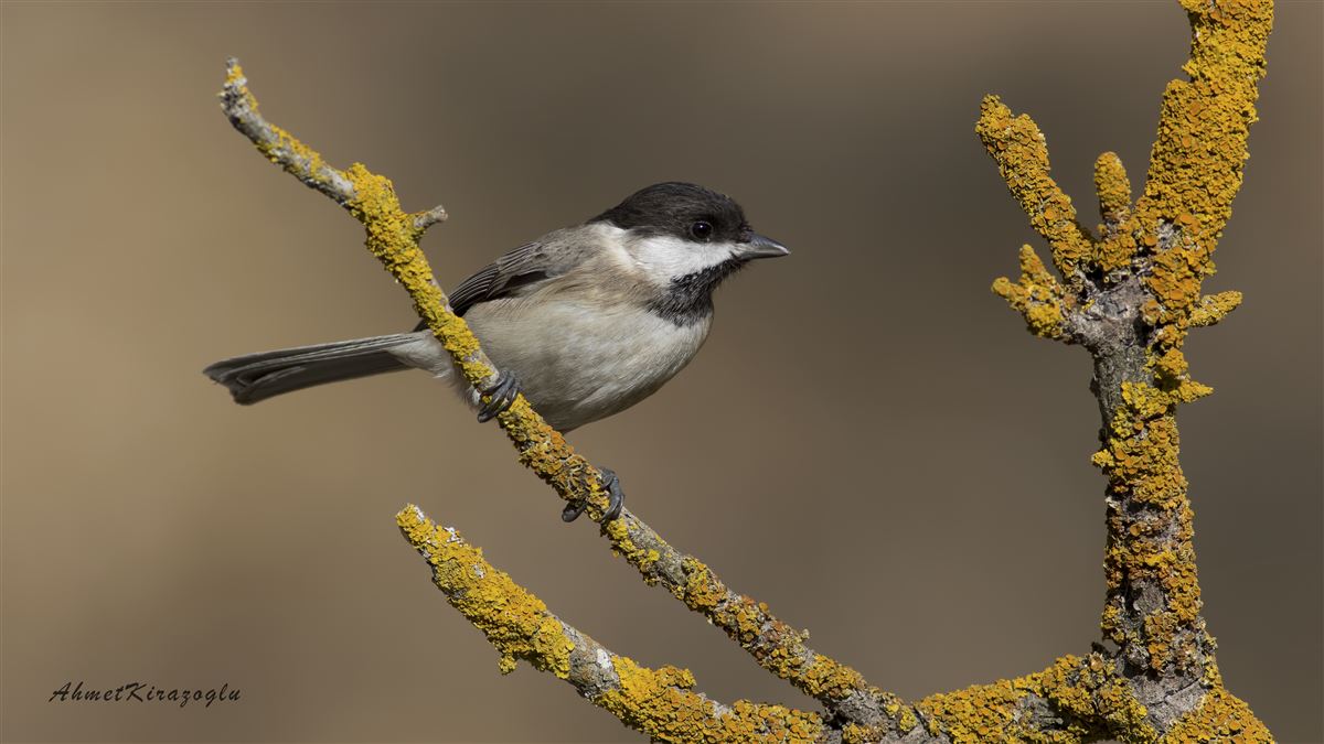 Sombre Tit