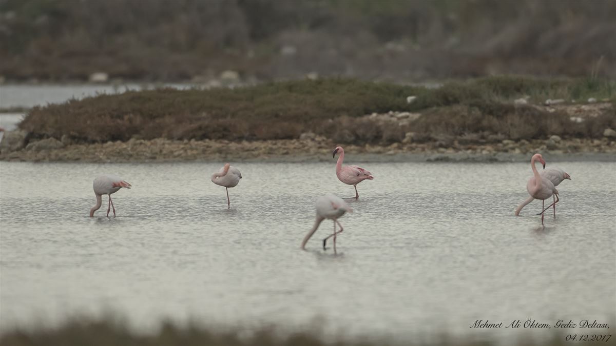 Küçük Flamingo