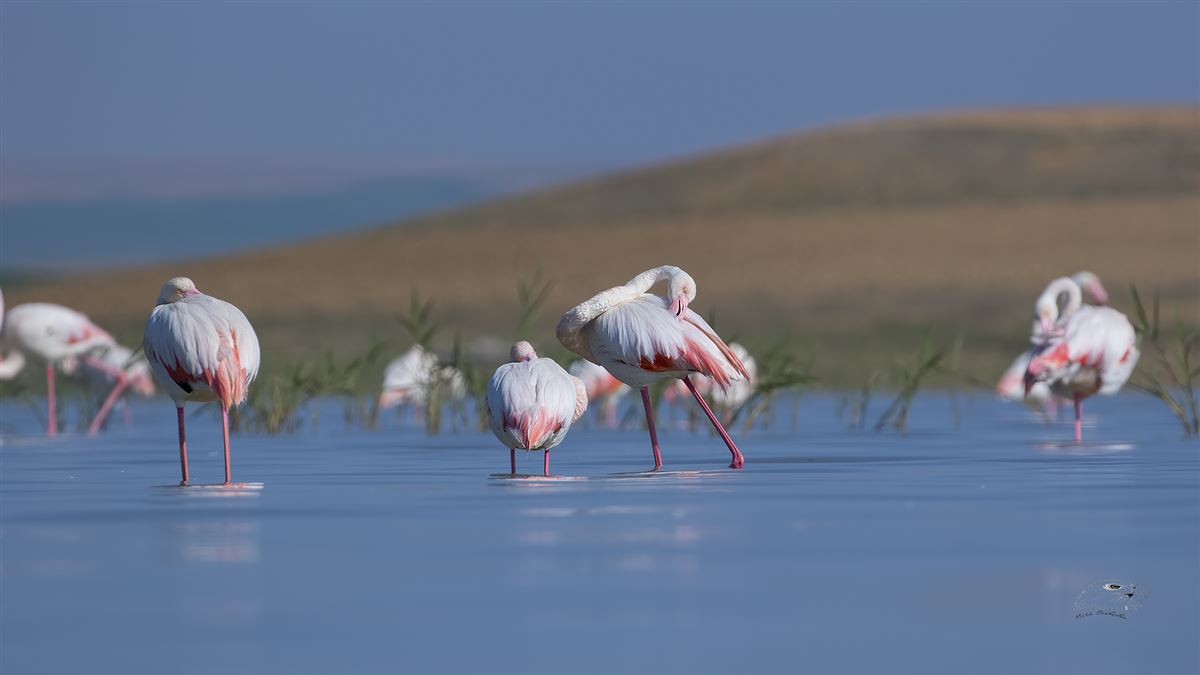 Flamingo