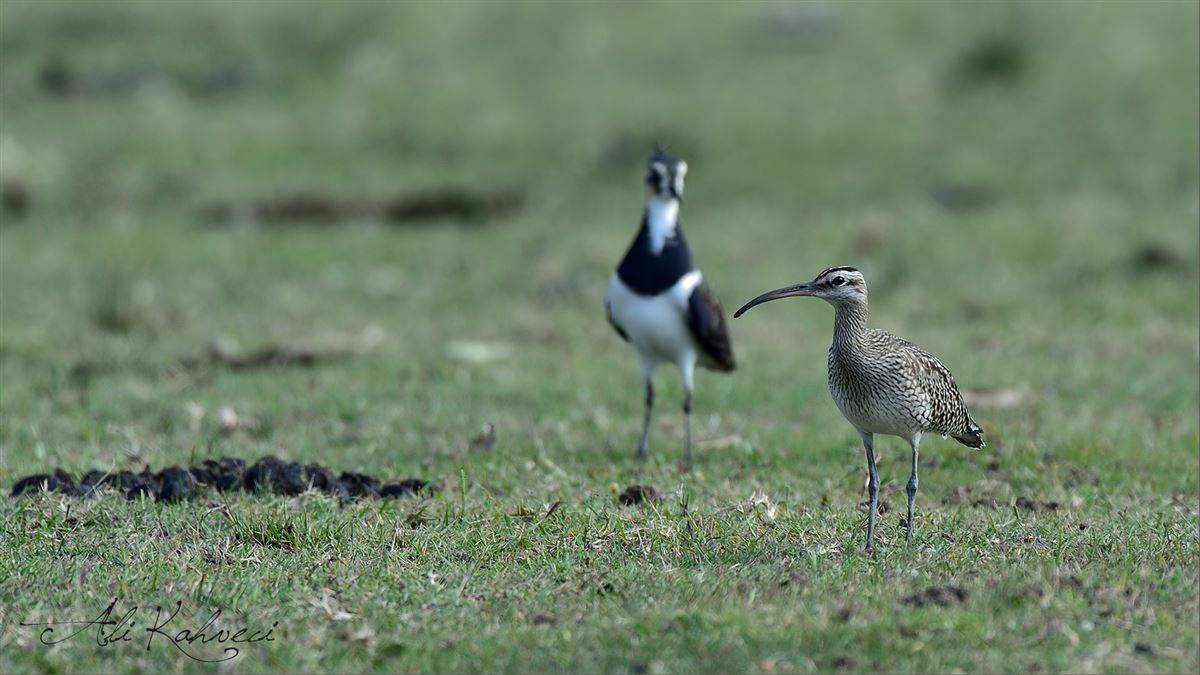 Eurasian Whimbrel