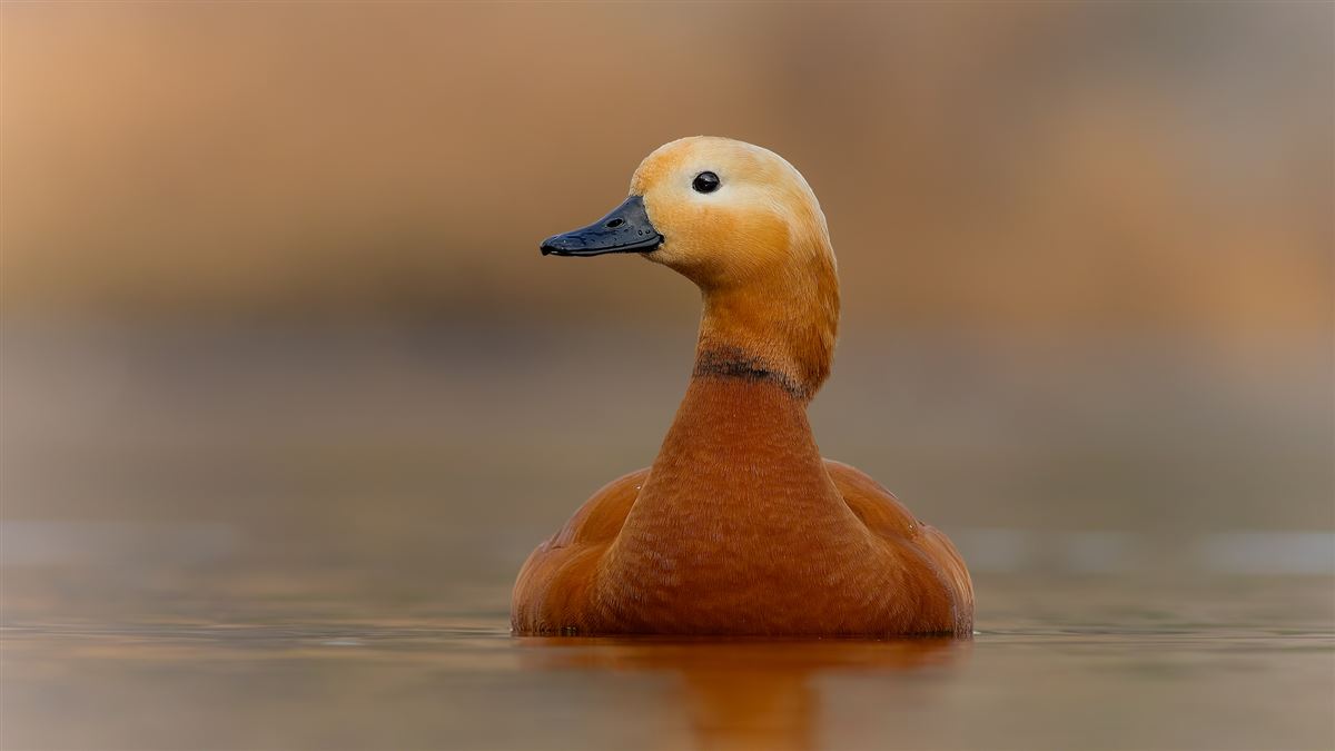 Angıt