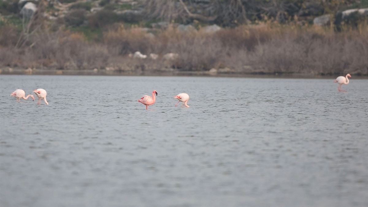 Küçük Flamingo
