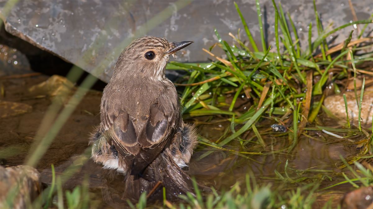 Benekli Sinekkapan