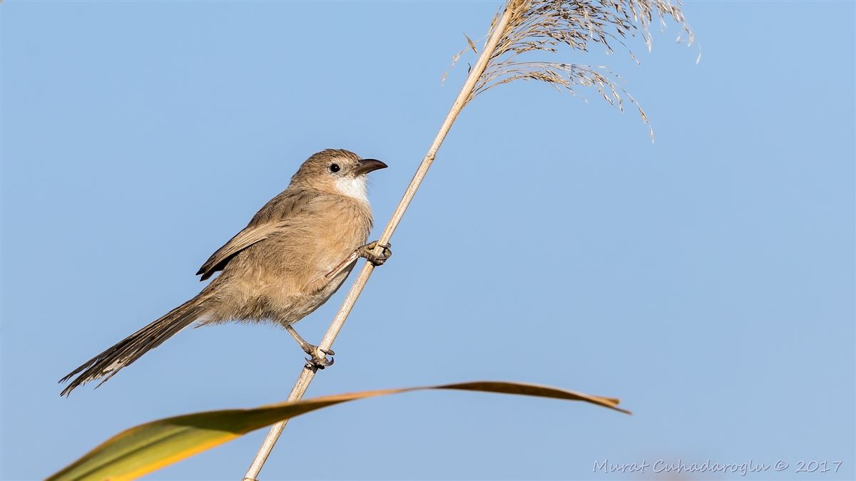 Iraq Babbler
