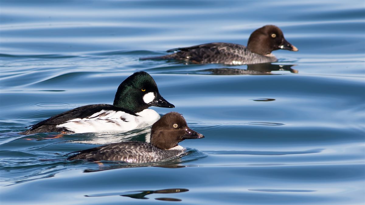 Common Goldeneye