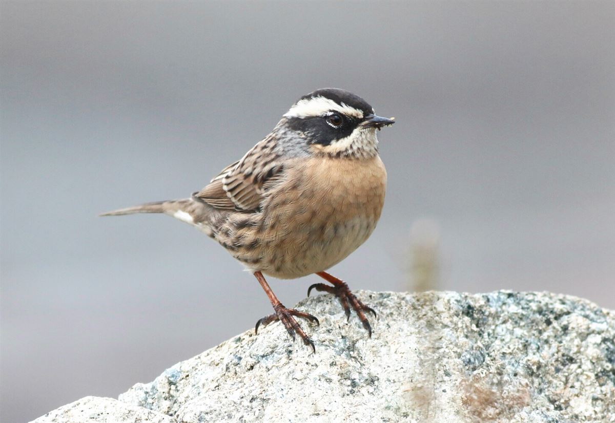 Radde`s Accentor