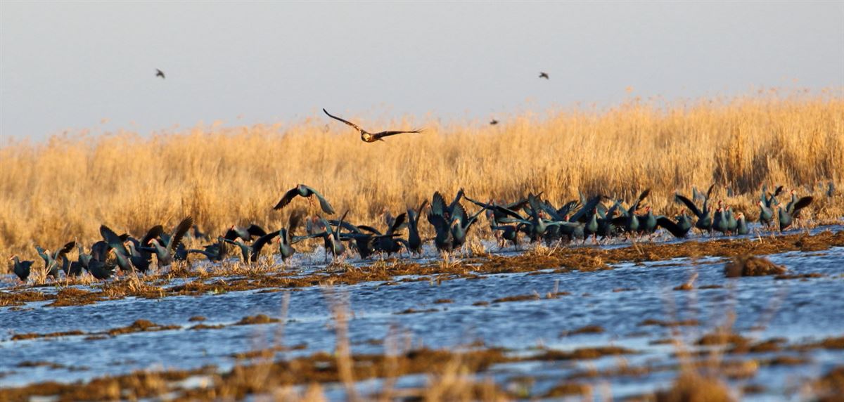 Grey-headed Swamphen