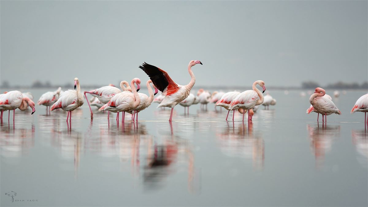 Flamingo