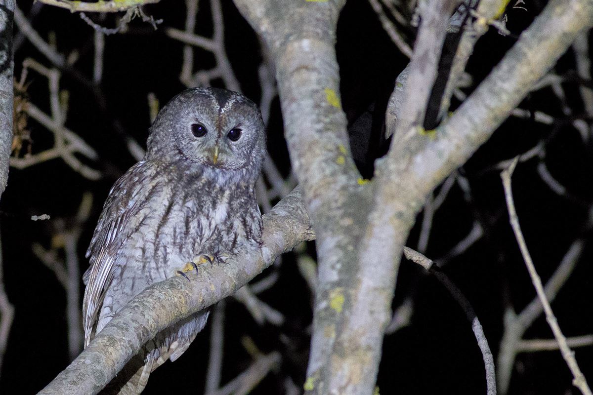 Tawny Owl