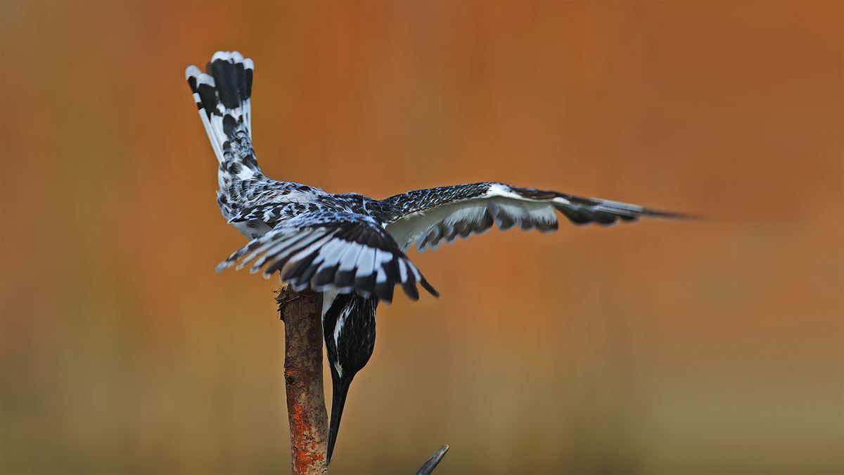 Pied Kingfisher