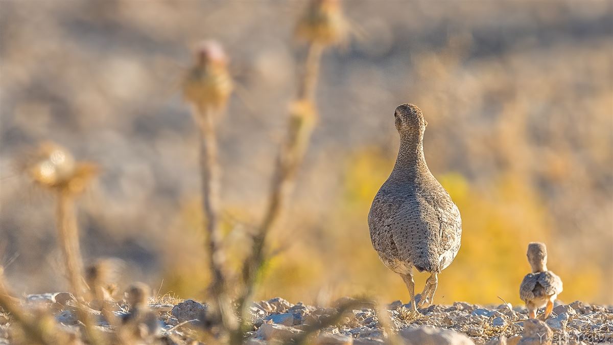 See-see Partridge