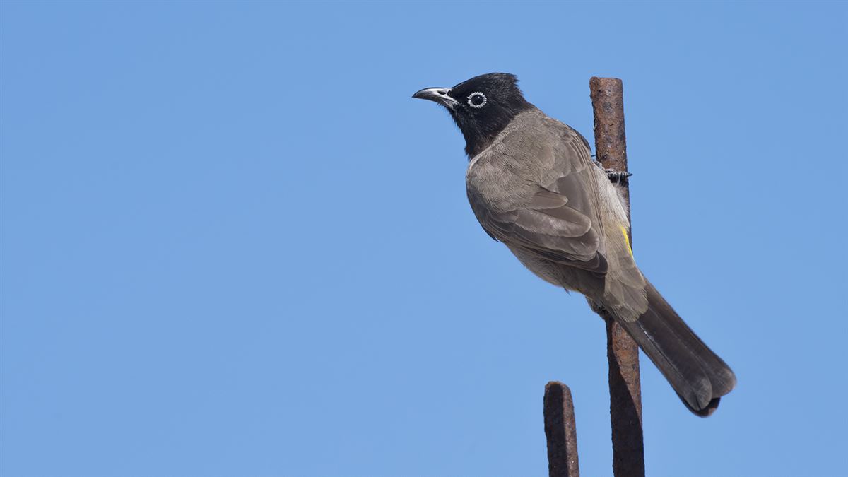 White-spectacled Bulbul