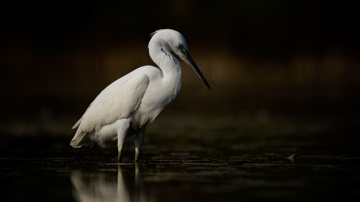 Little Egret