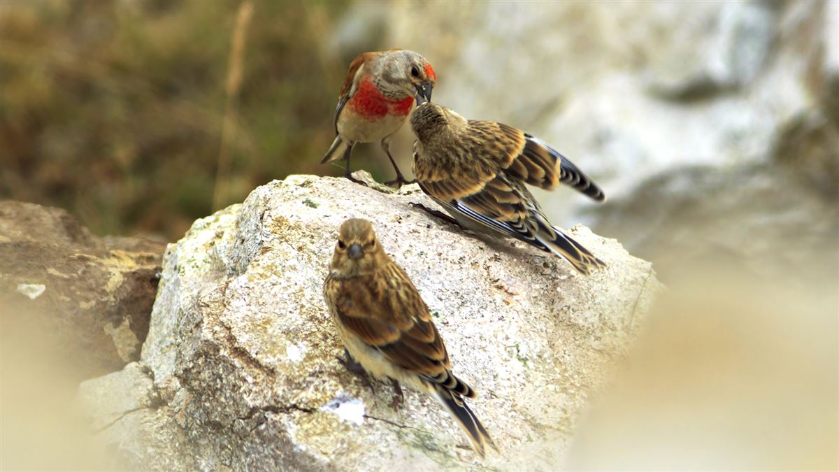 Common Linnet
